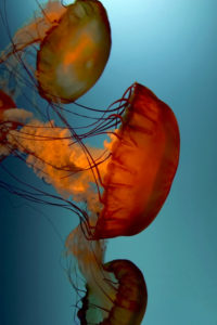 Chrysaora fuscescens, de Shany Maltais, étudiante au CSTJ. (Photo : gracieuseté)