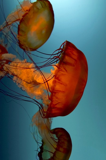 Chrysaora fuscescens, de Shany Maltais, étudiante au CSTJ. (Photo : gracieuseté)
