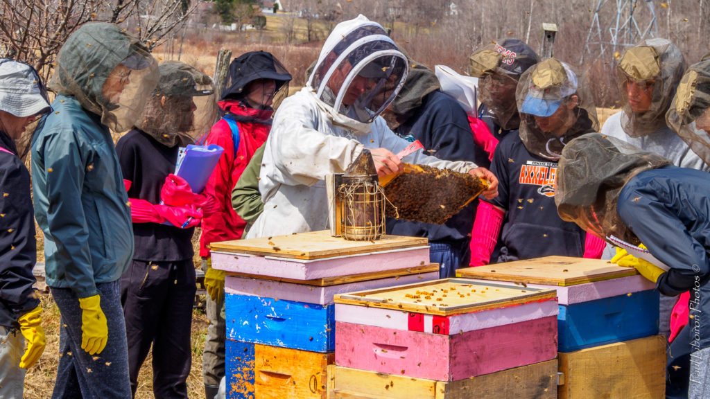 Abeilles-cégep-2016-04-21-HD-C-53