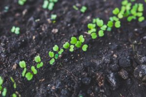 arugula-762557