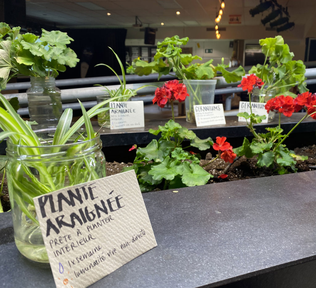 Plantes à l'agora du Cégep de Saint-Jérôme